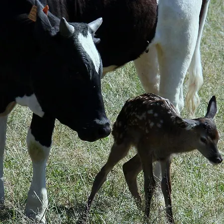 Domaine Du Bas Chalus *