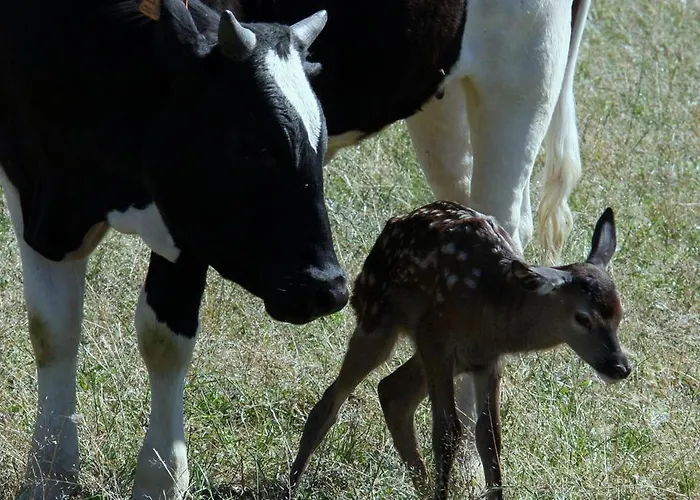 Domaine Du Bas Chalus *