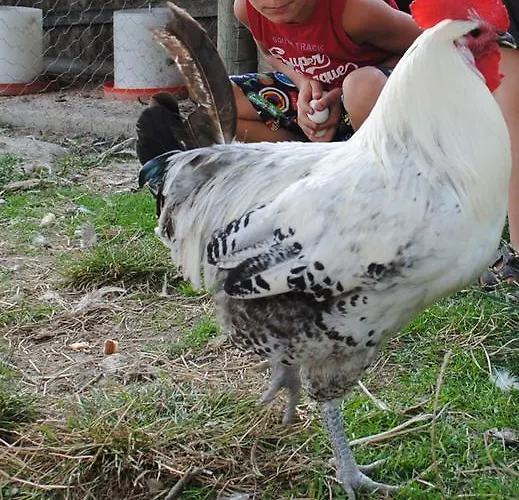 Domaine Du Bas Chalus Bauernhof *